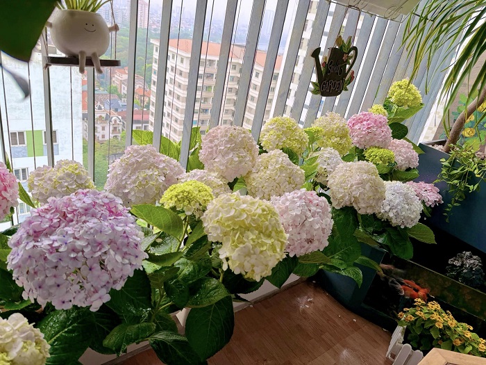 9X Hà Nội tiết lộ cách để có vườn hoa nở rộ quanh năm trên ban công 4m2