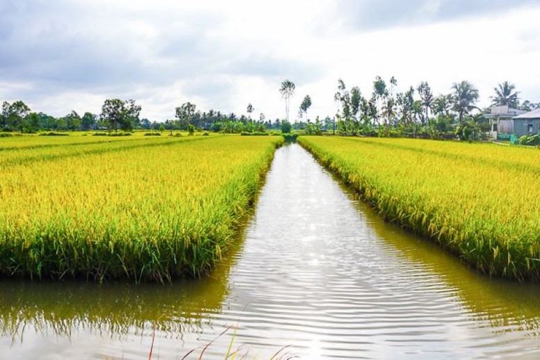 Thực hiện chuyển đổi cơ cấu cây trồng, vật nuôi trên đất trồng lúa thế nào?