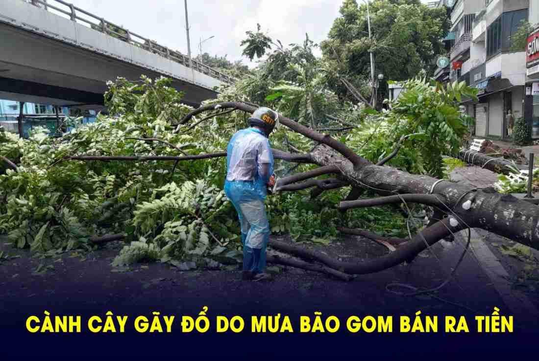 Cành cây rừng gãy đổ do mưa bão có thể "tái chế" thành mặt hàng tỷ đô, đem bán sang Hàn Quốc, Nhật Bản