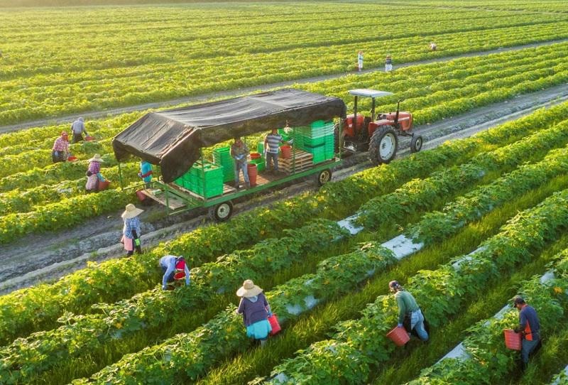 Tin vui cho nông dân, HTX, từ nay có thể được vay tới 5 tỷ đồng không cần tài sản thế chấp