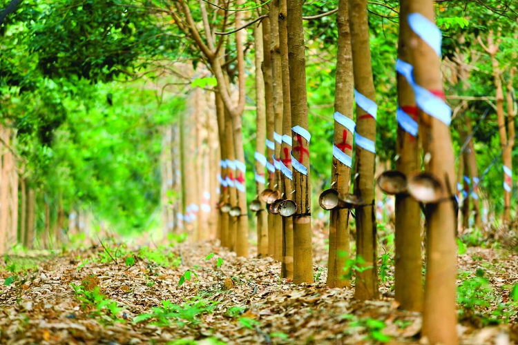 Bổ sung hướng dẫn về bồi thường với cây trồng, vật nuôi khi thu hồi đất (đề xuất)